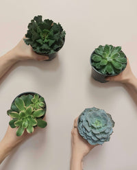 Assorted 4" Succulents_No pot_Plant Babies_Floral Fixx Design Studio_The Floral Fixx
