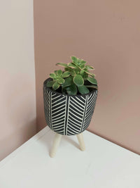 Assorted 4" Succulents_Black + white footed_Plant Babies_Floral Fixx Design Studio_The Floral Fixx