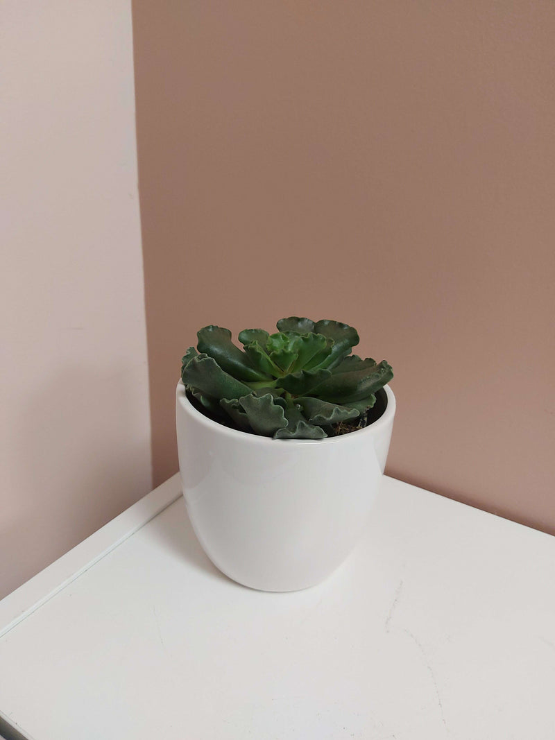 Assorted 4" Succulents_Assorted White Ceramic_Plant Babies_Floral Fixx Design Studio_The Floral Fixx