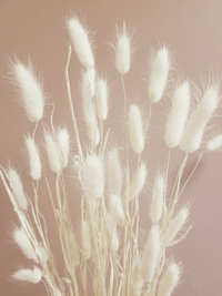 Bleached Bunny Tails_Dried flowers_The Floral Fixx_The Floral Fixx