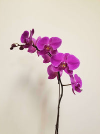 Fabulous Phalaenopsis__The Floral Fixx_The Floral Fixx