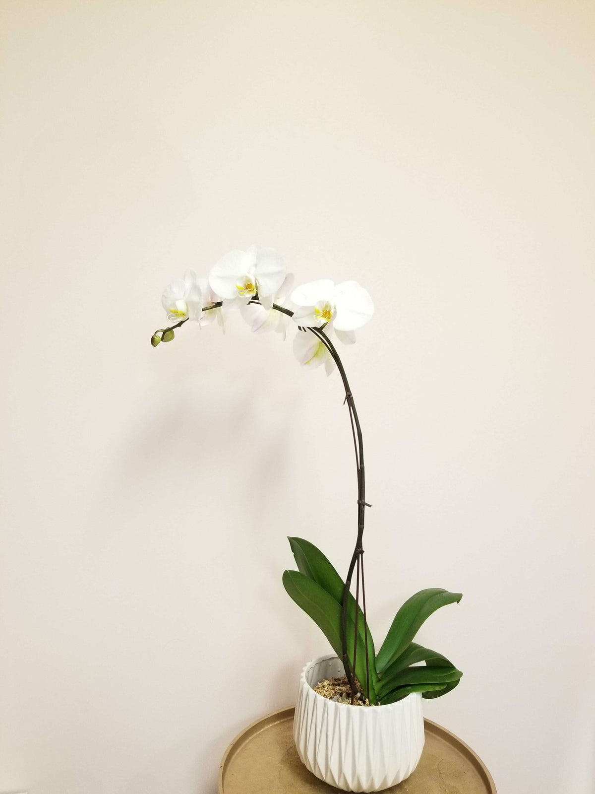 Fabulous Phalaenopsis_White / White ceramic (may not be exactly as pictured)__The Floral Fixx_The Floral Fixx