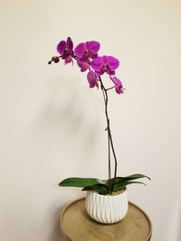 Fabulous Phalaenopsis_Fuchsia / White ceramic (may not be exactly as pictured)__The Floral Fixx_The Floral Fixx