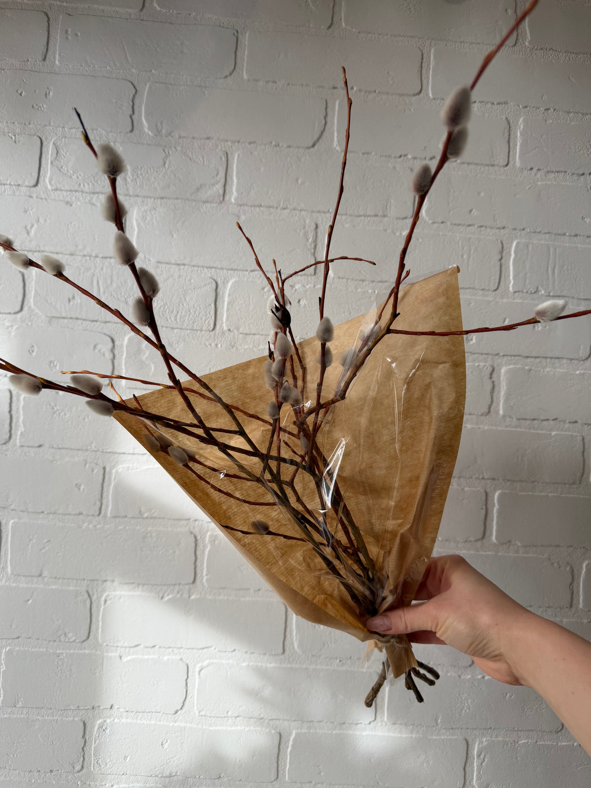 Pussy Willow Bundle