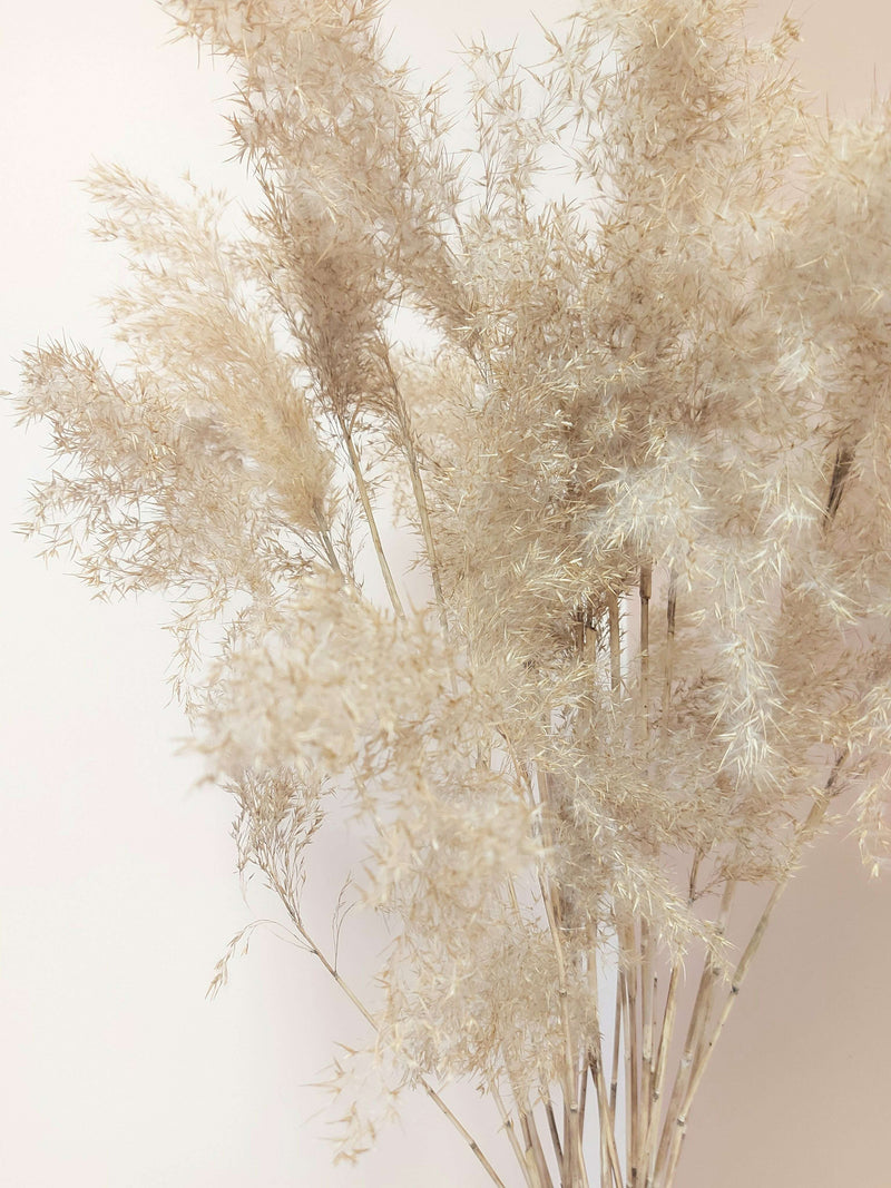 Natural Pampas Grass_Dried_The Floral Fixx_The Floral Fixx