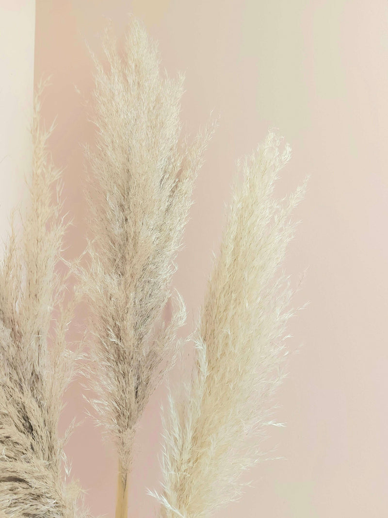 Natural Pampas Grass_Large- Approx. 50 cm_Dried_The Floral Fixx_The Floral Fixx