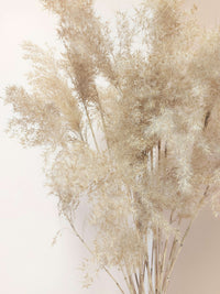Natural Pampas Grass_Small- Approx. 20 cm_Dried_The Floral Fixx_The Floral Fixx