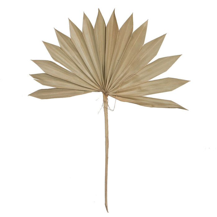Palm Sun Spear Natural_Dried flowers_Floral Fixx Design Studio_The Floral Fixx