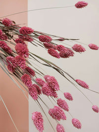 Pink Phalaris_Dried flowers_Floral Fixx Design Studio_The Floral Fixx