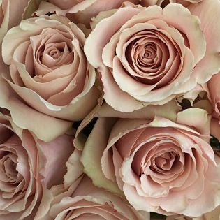 1 Dozen Rose Bouquet