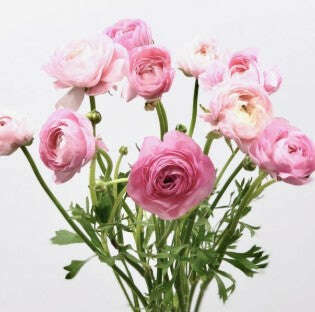 Ranunculus Corsage/Boutonniere_Small [1 Bloom] / Pink / No Glam_Flower Arrangement_The Floral Fixx_The Floral Fixx