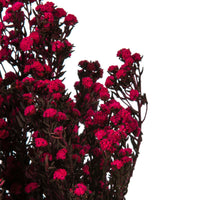 Raspberry Phylica Bundle_Dried flowers_Floral Fixx Design Studio_The Floral Fixx