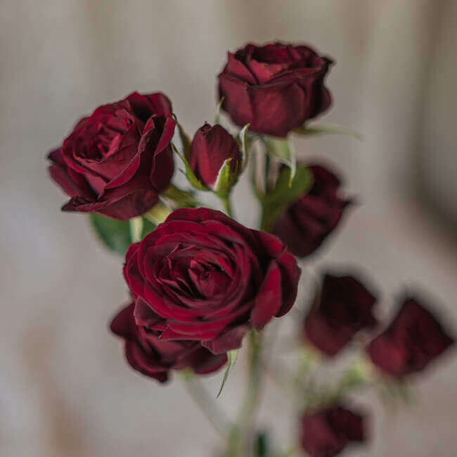 Spray Roses Corsage/Boutonniere_Small [3 Blooms] / Burgundy / No Glam_Flower Arrangement_The Floral Fixx_The Floral Fixx