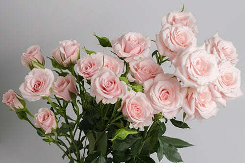 Spray Roses Corsage/Boutonniere_Small [3 Blooms] / Light Pink / No Glam_Flower Arrangement_The Floral Fixx_The Floral Fixx